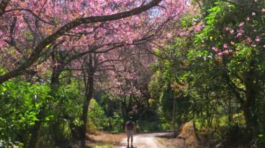 Çiçek açan kiraz ağaçları ve bereketli yeşilliklerle çevrili baharda doğa ve huzur dolu yalnızlığın tadını çıkaran kişi. Açık Hava Keşfi ve Huzur.