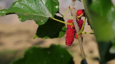 Güneşli bahçede yeşil yapraklarla ağaçtan sarkan olgun kırmızı dutlara yakın çekim, doğal ortamdaki organik meyvelerin tazeliğini gösteriyor. Organik Tarım ve Taze Üretim.