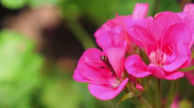 Canlı pembe çiçeklere yakın çekim, küçük arılar nektar topluyor, doğanın güzelliğini ve tozlayıcıların hayati rolünü sergiliyor. Biyolojik çeşitlilik ve Ekosistem.