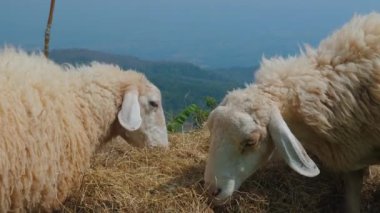 Tepenin yamacında otlayan iki koyun, manzaralı dağ manzaralı, kırsal alanda çiftçilik ve doğal huzuru sergiliyorlar. Tarım ve Hayvan Çiftliği
