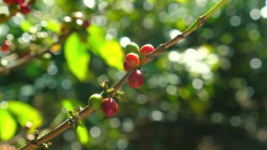 Kahve bitkisinin dalında olgunlaşan kırmızı ve yeşil kahve kirazlarının yakın plan çekimleri, güneşte bulanık doğal arka plan, kahve üretiminin erken safhalarını gösteriyor. Kahve Tarım.