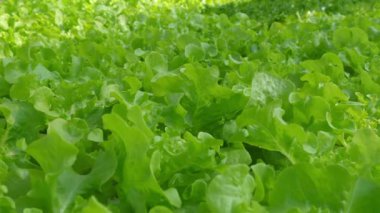 Yeşilli Yeşil Marul Yaprakları Organik Bahçede, Taze Sebze Ürünleri ve Sürdürülebilir Çiftçilikte Büyüyor.