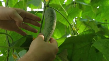 Yeşillik bahçesinde taze salatalık, sürdürülebilir tarım ve organik tarım...