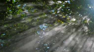 Bereketli yeşil yaprakların arasından akan güneş ışığı, doğal ve büyüme temaları için ideal, dingin ve ruhani bir orman atmosferi yaratır. Doğa ve Huzur.