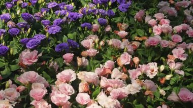Yeşillik bahçe yatağında çiçek açan pembe ve mor çiçeklerin canlı görüntüsü, doğal bitki örtüsünün güzelliğini ve çeşitliliğini yakalıyor. Doğa Fotoğrafçılığı ve Çiçek Çeşitliliği