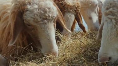 Çok sayıda koyunun tüylü yünleriyle saman, pastoral çiftlik hayatı ve çiftlik hayvanı bakımı..