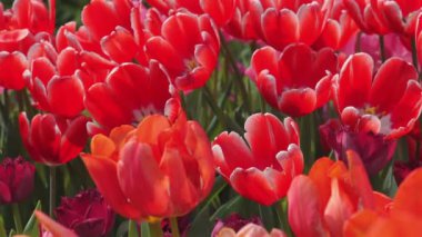 Kırmızı ve pembe lalelerden oluşan canlı bir alan, doğanın güzelliğini ve bahar zarafetini vurguluyor, zengin, canlı renklerle büyüleyici bir çiçek dekoru oluşturuyor. Doğa ve Güzellik.