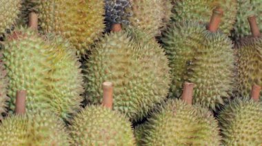 Taze Durian 'ların yakın çekim görüntüsü belirgin dikenli derilerini ve eşsiz dokularını gözler önüne seriyor. Egzotik Meyveler ve Tropikal Tarım.