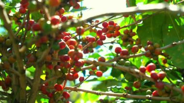 Kahve ağacı dalında olgun ve olgunlaşmamış kirazların yakın çekimi, yemyeşil fidanlıklarda güneş ışığı, tropikal bölgelerde tarımı ve çiftçiliği sembolize ediyor. Tarım ve Tarım.