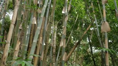Yoğun, yeşil ve kahverengi saplı bambu ormanı, doğanın güzelliğini ve sükunetini gösteriyor, çevresel temaları göstermek için mükemmel. Doğa ve Çevre