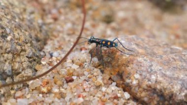 Kayalık arazide kum tanecikli, yakın çekim manzaralı bir böcek görüldü. Mavi benekli kaplan böceği.