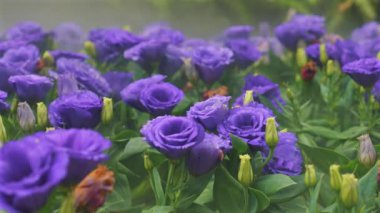 Yumuşak güneş ışığı altında yemyeşil bahçelerde açan mor lisianthus çiçekleri, doğanın güzelliğini ve canlı renkleri gözler önüne seriyor. Doğa ve Bahçıvanlık.