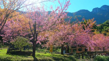 Beautiful springtime scene featuring vibrant cherry blossom trees in full bloom, with picturesque wooden bridge and mountainous background, perfect for nature and travel themes. Nature and Travel. clipart