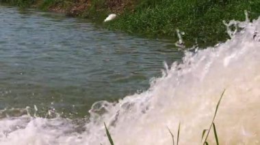 Nehirden atlayan balıklar, su sıçratan, köpük ve dalgalar, doğal açık hava, yaz tatlı su manzarası..