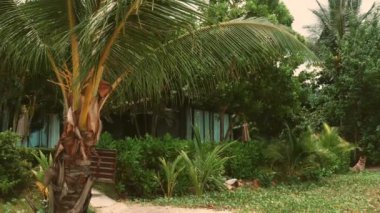 Palmiye ağaçları ve yemyeşil yapraklı tropik bahçe, arka planda saklı bungalov, sakin ve egzotik manzara tatil ve rahatlama temaları için ideal.