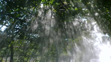 Sisli seradan süzülen güneş ışığı sakin ve sakin bir atmosfer yaratıyor. Doğa ve Huzur.