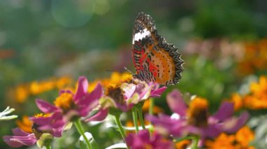 Güneşli bahçede canlı pembe ve turuncu çiçeklerin üzerine tünemiş güzel turuncu kelebek, doğanın ve biyolojik çeşitliliğin güzelliğini sergiliyor, doğa ve biyolojik çeşitliliği.