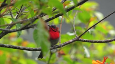 Dal üzerinde yeşil yaprakların arasına tünemiş parlak renkli kuş yumuşak arka planda.