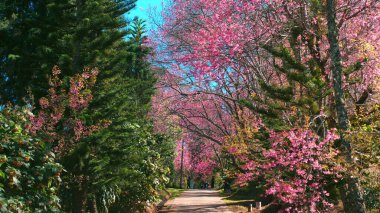 Manzaranın yolu canlı pembe kiraz ağaçları ve güneşli bir günde gür yeşilliklerle çevrili doğa yürüyüşleri ve açık havanın güzelliğini takdir etmek için mükemmel. Doğa ve Gevşeme.