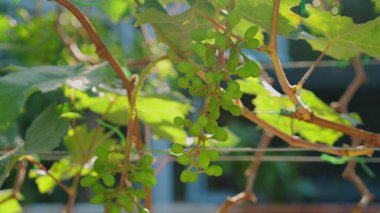 Sarmaşıktaki olgunlaşmamış yeşil üzüm kümelerine yakından bakın. Güneşli üzüm bağlarında yemyeşil yapraklar, tarım ve doğa..