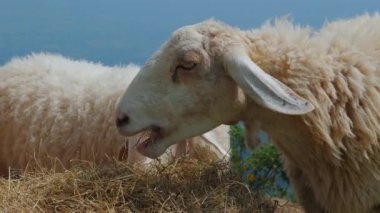 Çimenli yamaçta otlayan iki koyun ve arka planda mavi gökyüzü, huzurlu ve doğal ortamın tadını çıkarıyorlar. Kırsal Yaşam ve Tarım.