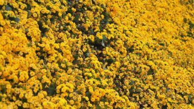 Parlak sarı çiçeklerden oluşan canlı bir tarlaya yakın çekim, resim gibi ve renkli doğal arkaplan oluşturur. Doğal Güzellik ve Çiçek Bolluğu.
