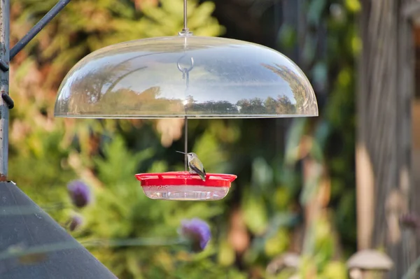 Kolibrisk Kolibri Matare Som Hänger Läktaren Vancouver Kanada — Stockfoto