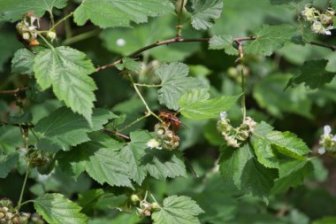 Bir Japon sarı eşek arısı dalın üzerinde dinleniyor. Kyoto Japonya