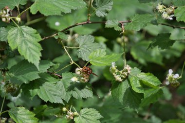 Bir Japon sarı eşek arısı dalın üzerinde dinleniyor. Kyoto Japonya