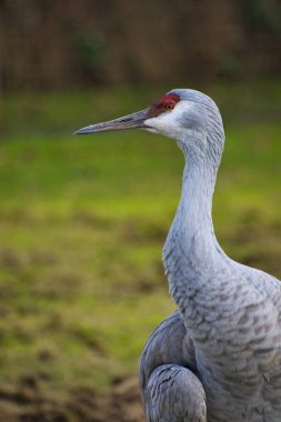 A sandhill crane perched on the ground.    Delta BC Canada