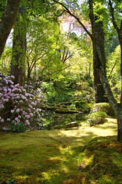 Bahçedeki ağaçların arasından süzülen güneş ışığı. Kyoto Japonya