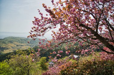 Dağda çifte kiraz çiçekleri. Kyoto Japonya