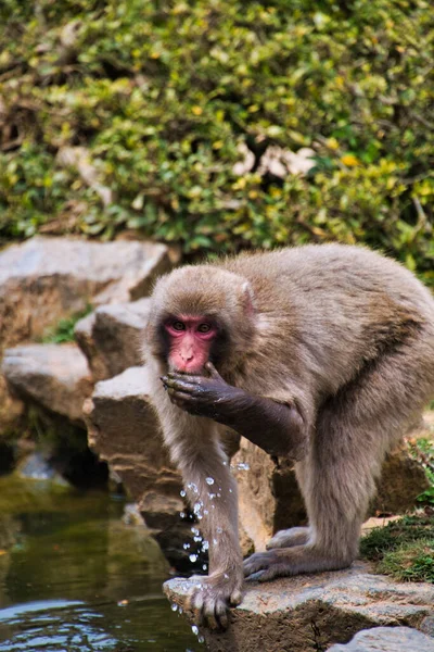 Mono Japonés Bebiendo Agua Mano Kioto Japón — Foto de Stock