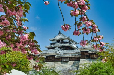 The Matsuyama-Jyo castle in springtime with cherry blossoms.  Ehime Japan clipart
