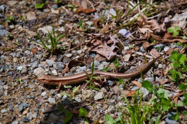Japon züppeler yerde oturuyor. Hida-Takayama Japonya