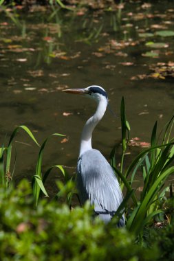 Gölette oturan büyük mavi balıkçıl. Kyoto Japonya 