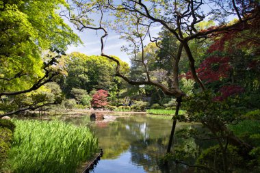 Japon bahçesi ve göleti. Kyoto Japonya 
