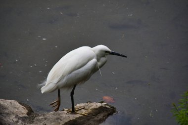 Kayanın üzerinde dinlenen küçük bir balıkçıl. Osaka Japonya