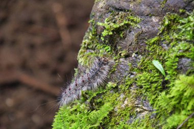Kayanın üzerinde oturan güve larvasının yakın çekimi. Kyoto Japonya