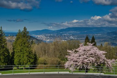 Kiraz çiçeği mevsiminde Burnaby Mountain Park manzarası. BC Kanada
