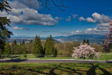 Kiraz çiçeği mevsiminde Burnaby Mountain Park manzarası. BC Kanada