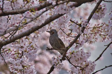 Çiçekli, kiraz ağacı dalında dinlenen kahverengi kulaklı bir bulbul. Japonya