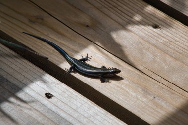 Güvertede oturan bir Japon çim kertenkelesi manzarası. Awaji Adası, Hyogo