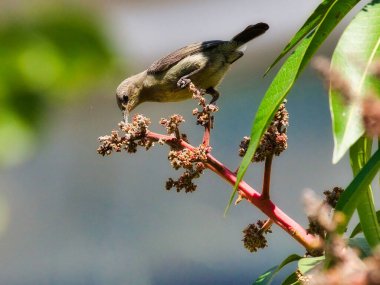 Ormandaki bir ağacın dalındaki kuş.