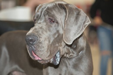 Mavi Danua köpek portresi. Baş detayı