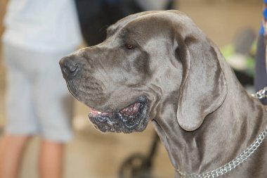 Mavi Danua köpek portresi. Baş detayı