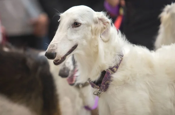 Pure Breed Borzoi Russian Hunting Sighthound Head Detail — Stock Photo, Image