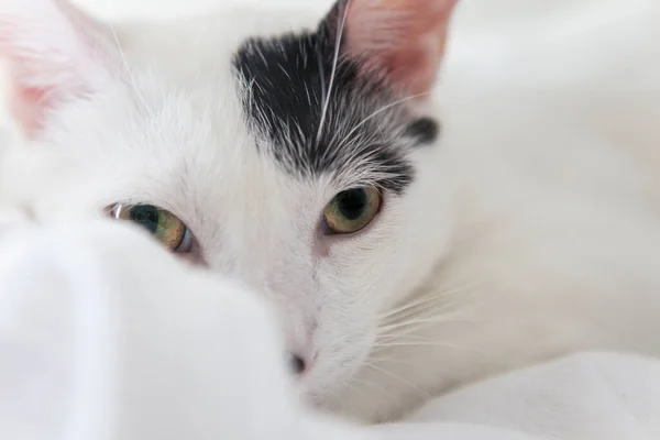 Güzel Benekli Siyah Beyaz Kedi Doğrudan Kameraya Bakıyor — Stok fotoğraf