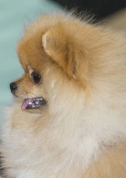 Pure Breed Cream Colored Pomeranian Dog Head Detail — Stock Photo, Image
