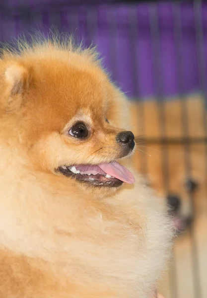Pure Ras Crème Kleurige Pomeranian Honden Hoofd Detail — Stockfoto